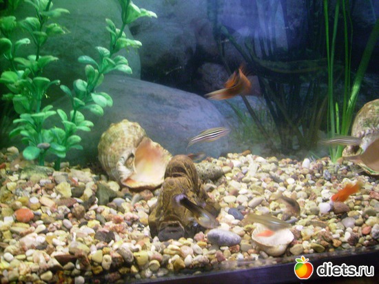 39 ����: ���