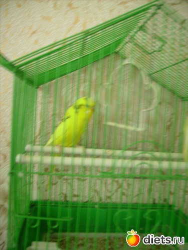 41 ����: ���