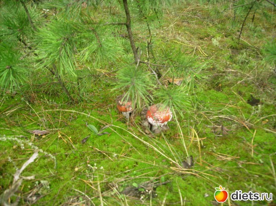 51 ����: ���