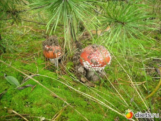 52 ����: ���