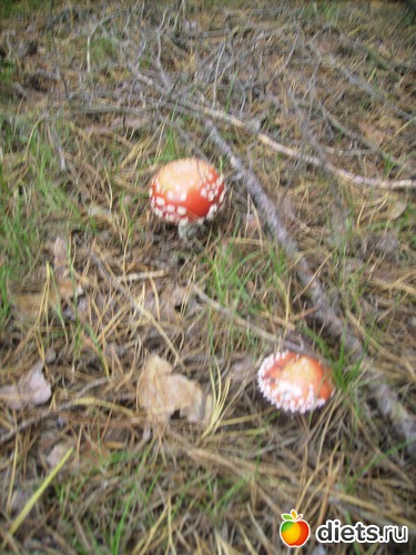 53 ����: ���