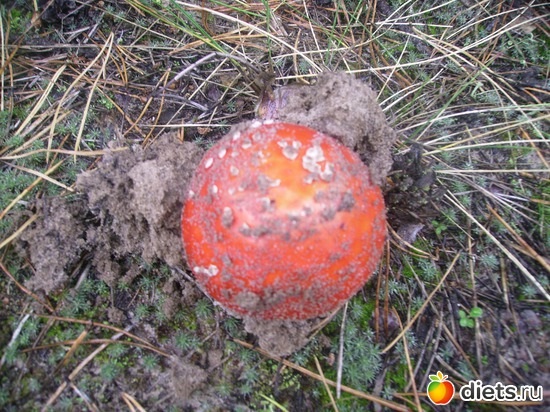 55 ����: ���