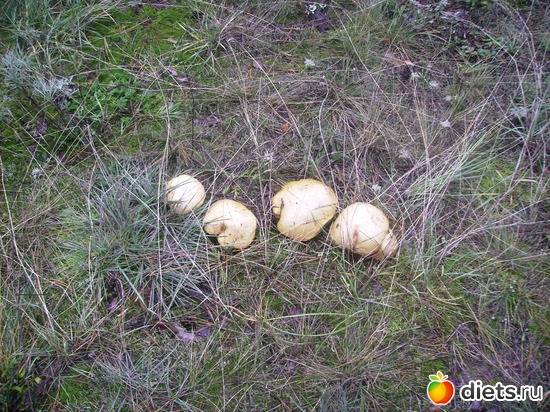 56 ����: ���