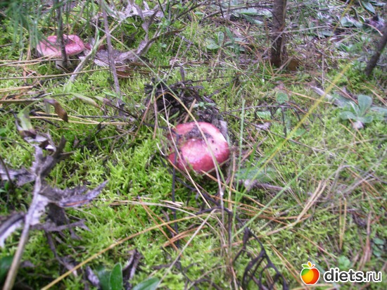 57 ����: ���