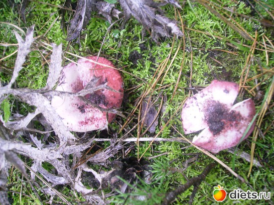 58 ����: ���