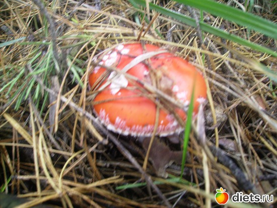 59 ����: ���