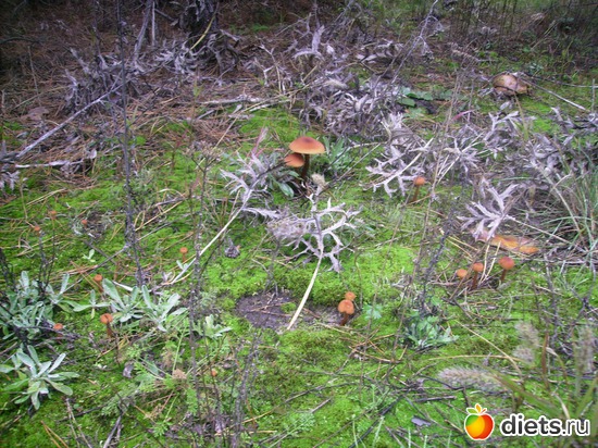 61 ����: ���