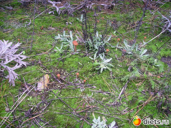 62 ����: ���