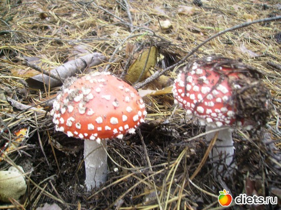 63 ����: ���