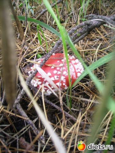 60 ����: ���