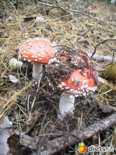 64 ����: ���