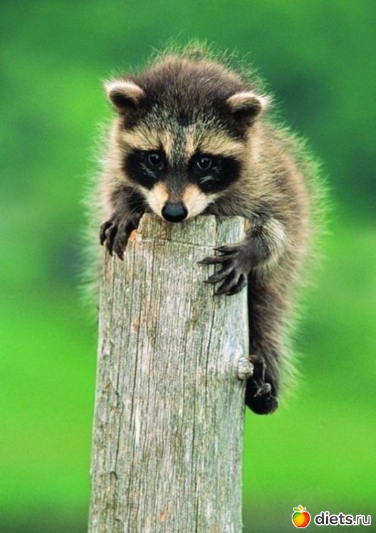 10, ������: �������