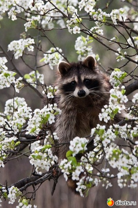 11, ������: �������