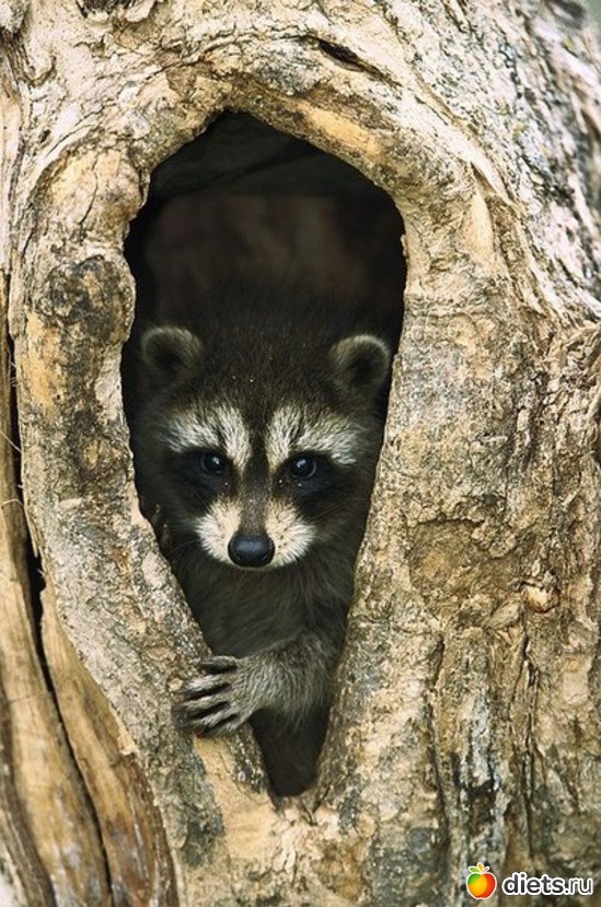 12, ������: �������