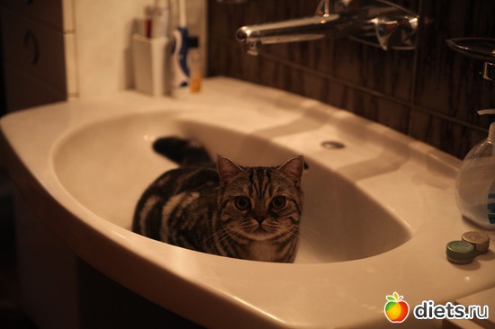 ��� �����, ������: ���������