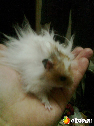 Федя, альбом: Мои дети хвостатые и полосатые.