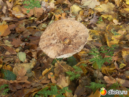 6 ����: ���������