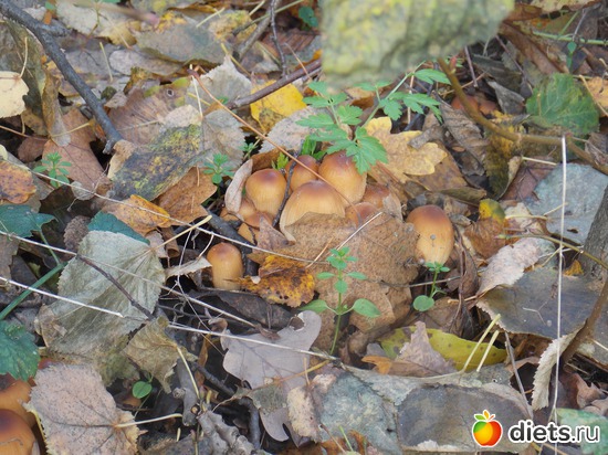 10 ����: ���������