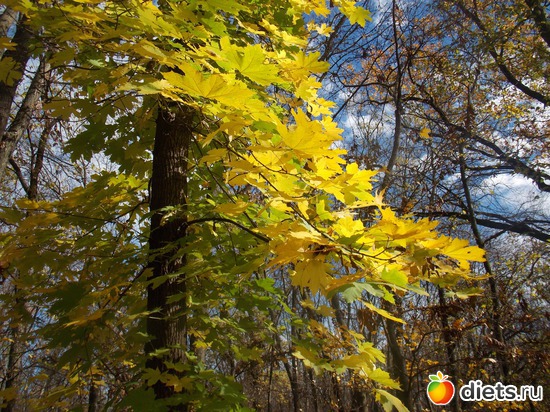 13 ����: ���������