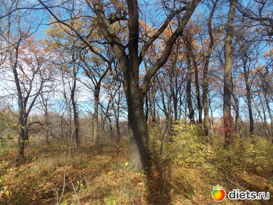 14 ����: ���������