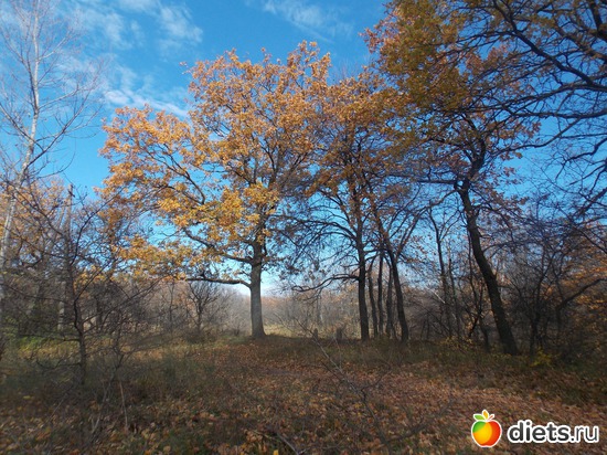 17 ����: ���������