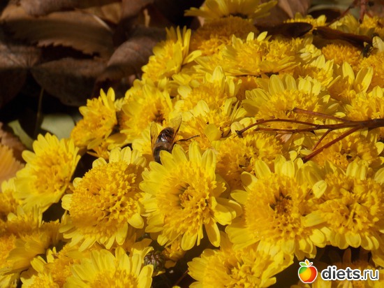 22 ����: ���������