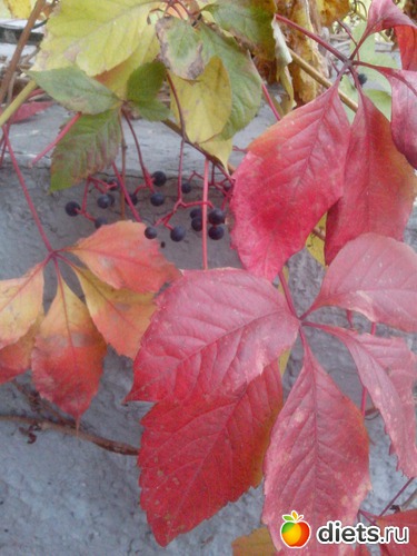 8 ����: �����