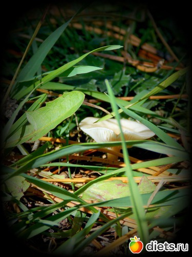 никон кулпикс л 810.26зум.14мп., альбом: Конкурс тематическое фото "Золотая осень" Макро