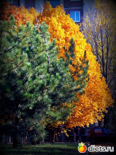 никон кулпикс л 810.26зум.14мп., альбом: Конкурс тематическое фото "Золотая осень" Пейзаж