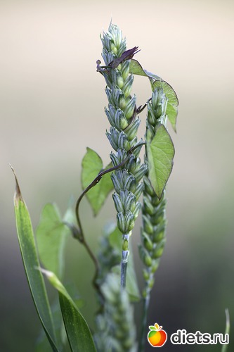 4 ����: ����� ������ ����