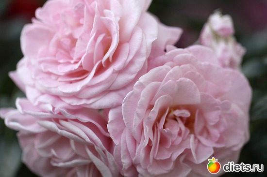 12 ����: ����� ������ ����