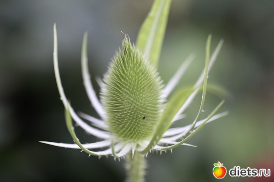 13 ����: ����� ������ ����