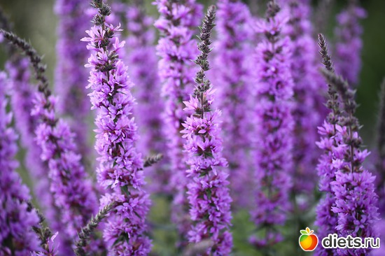 14 ����: ����� ������ ����