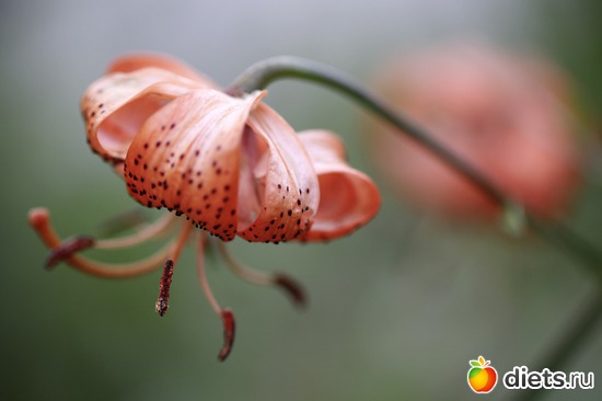 17 ����: ����� ������ ����