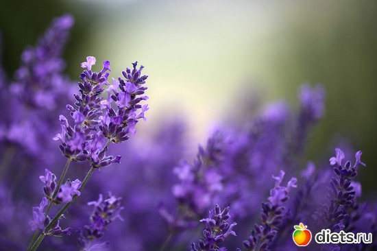 20 ����: ����� ������ ����