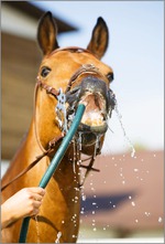 Пью как лошадь...