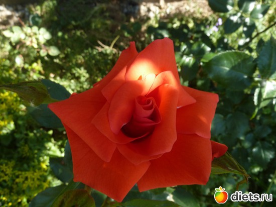 �� ��� �� ������ ����� � ����� ����, ������: ���������