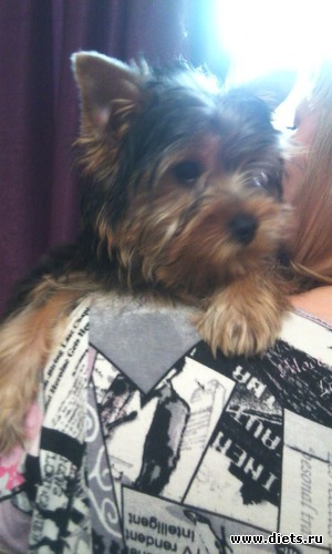 4 фото: Йорк Льювис