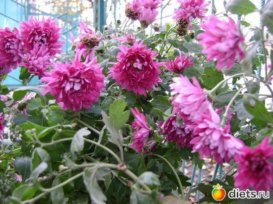 28 октября 2013. Ещё цветут цветы, альбом: Сад и огород