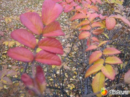 «Canon IXUS 850IS», альбом: Конкурс тематическое фото "Золотая осень" Макро