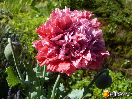 ��� ������ ���, ������: ���������