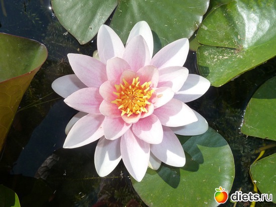 � ��� ��������, ������: ���������