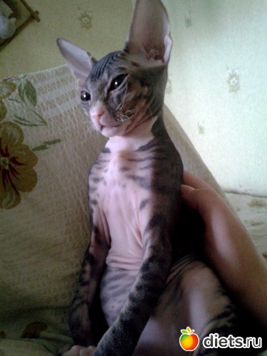 ������� ������)), ������: �����