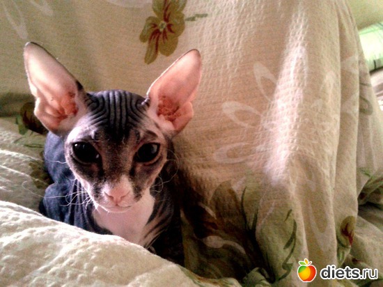 ��� ������� �������, ������: �����