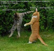 Такие смешные коты.