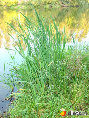 1 ����: ������� �������.