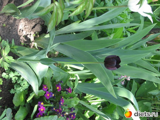 12 ����: ������� �������.