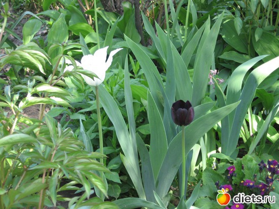 13 ����: ������� �������.