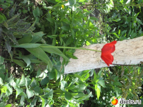 15 ����: ������� �������.