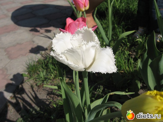 19 ����: ������� �������.